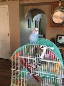 Lost Parakeet