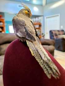 Lost Cockatiel