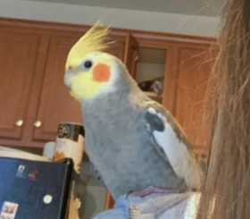 Lost Cockatiel