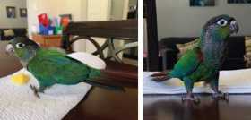 Lost Conure