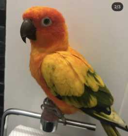 Lost Conure