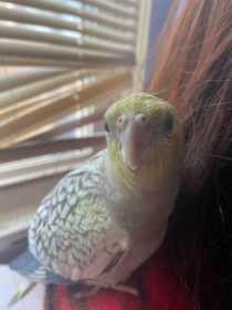 Lost Cockatiel