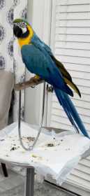 Lost Macaw