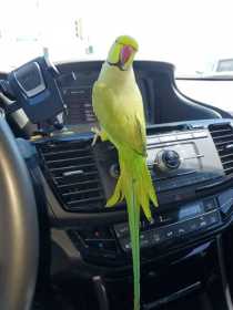 Lost Indian Ringneck Parakeet