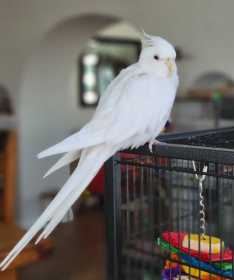 Lost Cockatiel