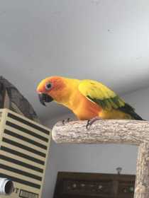 Lost Conure