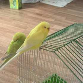 Lost Budgerigar