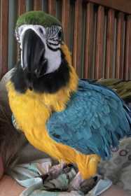 Lost Macaw