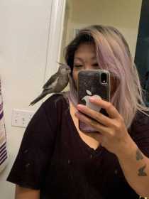 Lost Cockatiel