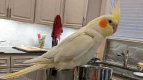 Lost Cockatiel