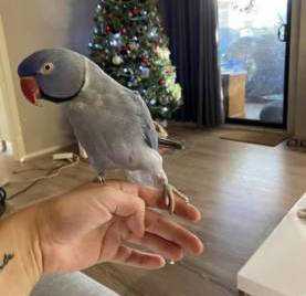 Lost Indian Ringneck Parakeet