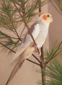 Lost Cockatiel