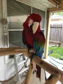 Lost Macaw