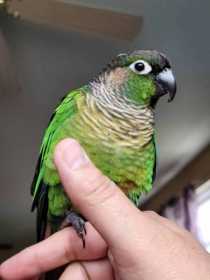 Lost Conure