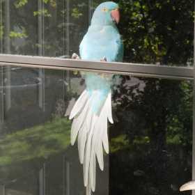 Lost Indian Ringneck Parakeet