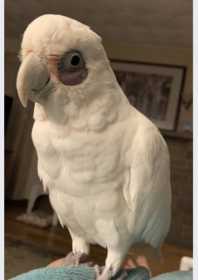 Lost Cockatoo