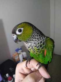 Lost Conure