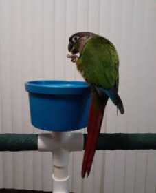 Lost Conure