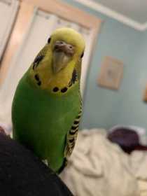 Lost Budgerigar