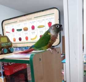 Lost Conure