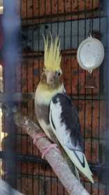 Lost Cockatiel