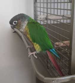 Lost Conure