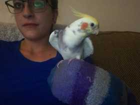 Lost Cockatiel