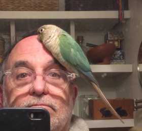 Lost Conure