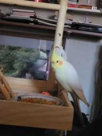 Lost Cockatiel