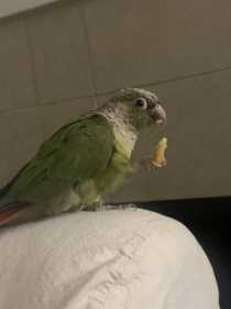 Lost Conure