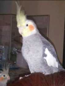 Lost Cockatiel