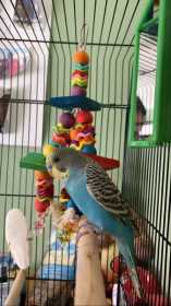 Lost Budgerigar