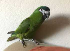 Lost Macaw