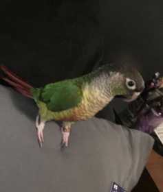 Lost Conure