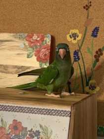 Lost Conure