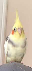 Lost Cockatiel