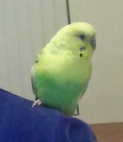 Lost Budgerigar