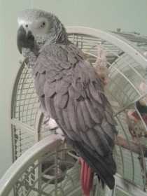 Lost African Grey