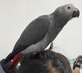 Lost African Grey