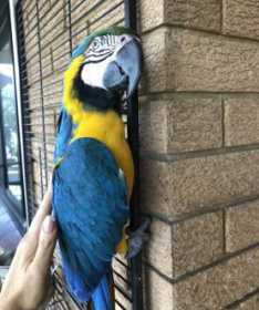 Lost Macaw