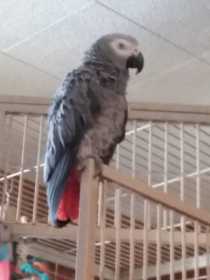 Lost African Grey