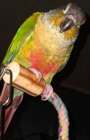 Lost Conure