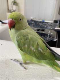 Lost Indian Ringneck Parakeet