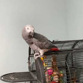 Lost African Grey