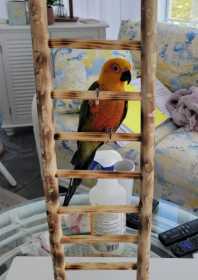 Lost Conure