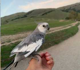 Lost Cockatiel