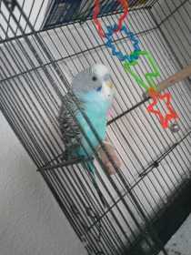 Lost Parakeet