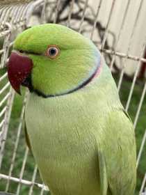 Lost Indian Ringneck Parakeet