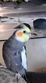 Lost Cockatiel