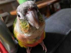 Lost Conure